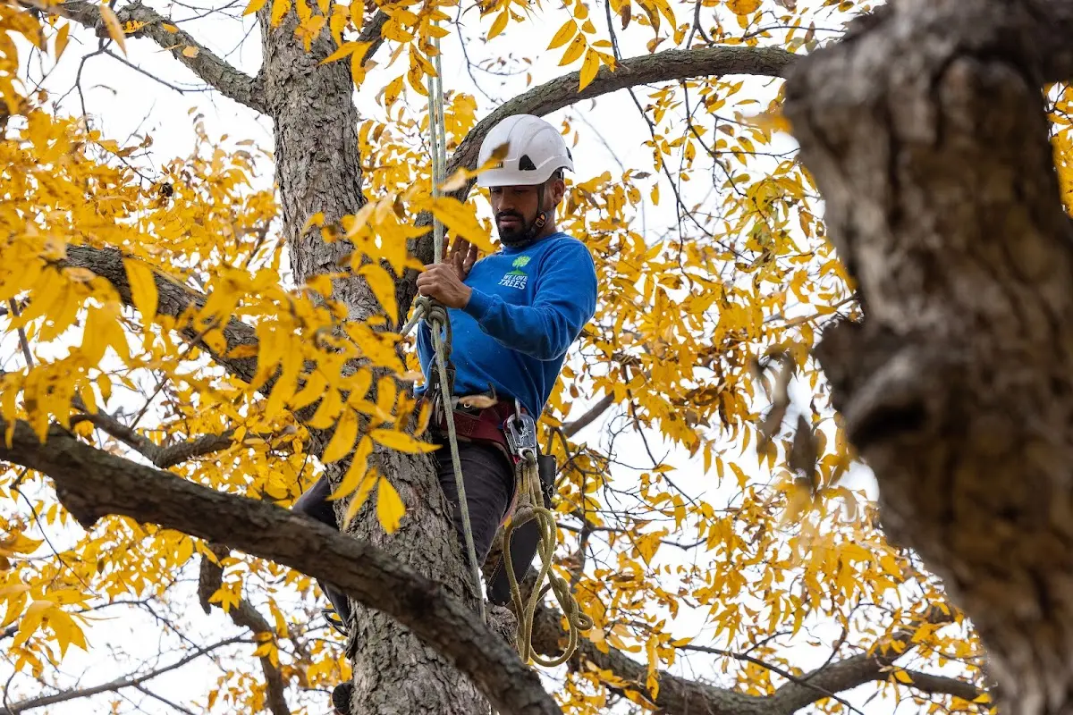 Skilled Tree Trimming crew working in New London